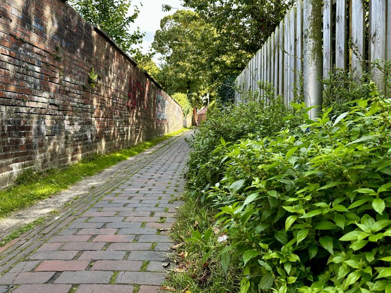 Datei:Aufrechtes Glaskraut, Landratslohne, Norden.jpg