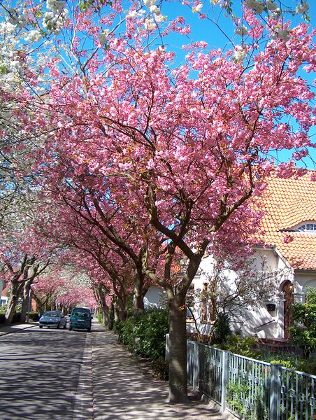 Datei:Baumstraße - 23042004 (1).jpg