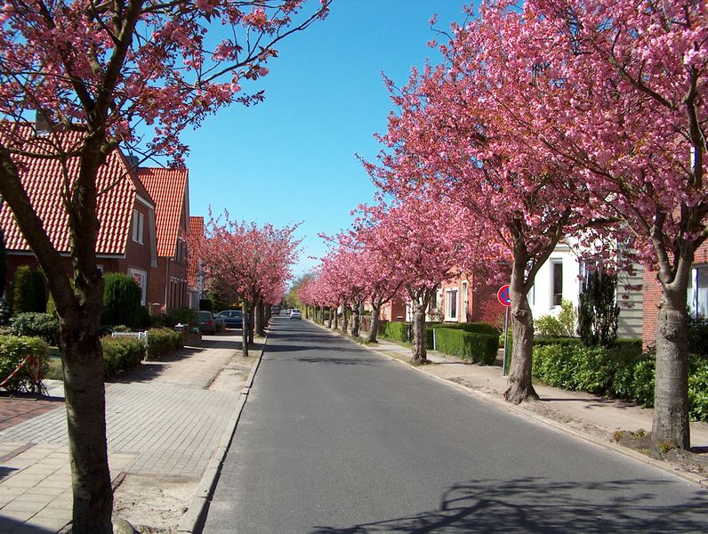Datei:Hollweg - 23042004 (1).jpg