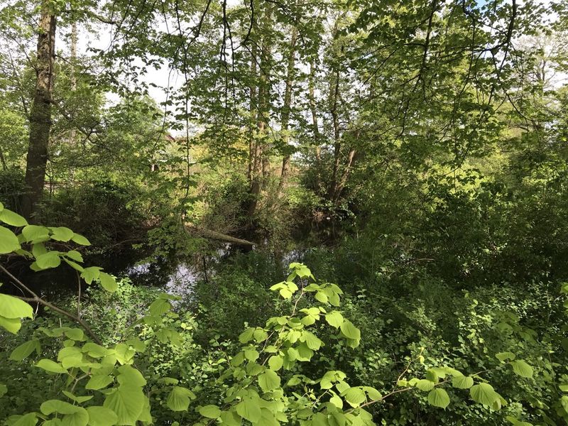 Datei:Neuer Friedhof 15052021 06.jpg