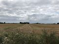 Der Polder mit Blick vom Wurzeldeich - Aufnahme vom 28. August 2021.