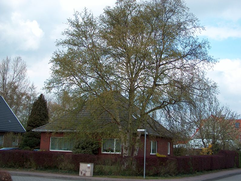Datei:Birkenstraße 36 - 18042004.jpg